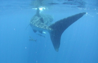 Visita guiada de snorkel